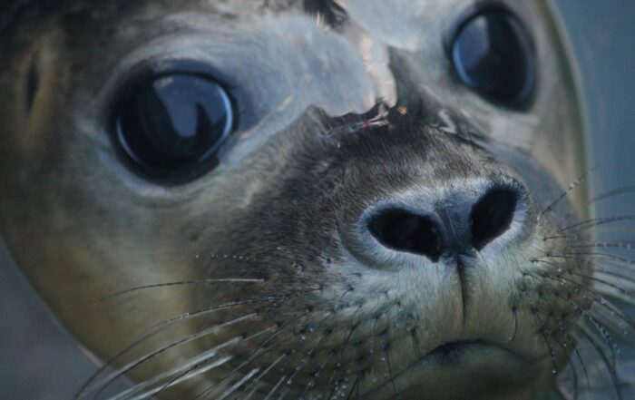 A seal popping its head out of the water